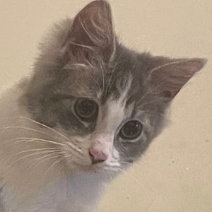 Meet your Posher, Derek